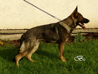 Young Outstanding Prospect Fr Sale - HANS / stand