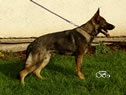 Young Outstanding Prospect Fr Sale - HANS / stand