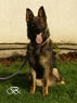 Young Outstanding Prospect Fr Sale - HANS / sit