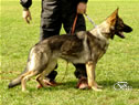 Family Protection Dog For Sale - INDY / stand
