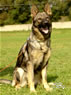 Family Protection Dog For Sale - INDY / sit