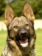 Family Protection Dog For Sale - INDY / head