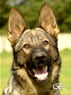 Family Protection Dog For Sale - INDY / head