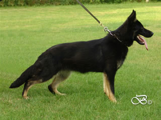 Young Outstanding Prospect Fr Sale - IRIS / stand