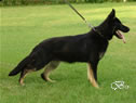 Young Outstanding Prospect Fr Sale - IRIS / stand