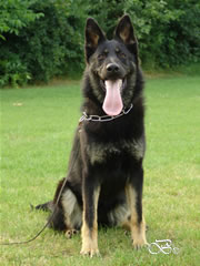 Young Outstanding Prospect Fr Sale - IRIS / sit