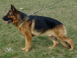 Elite Protection Dog For Sale - IRLO / stand