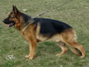 Elite Protection Dog For Sale - IRLO / stand