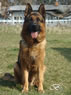Elite protection Dog For Sale - IRLO / sit