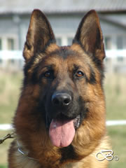 Elite Protection Dog For Sale - IRLO / head