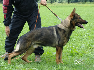 Elite Protection Dog For Sale - JIMY / stand