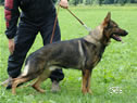 Elite Protection Dog For Sale - JIMY / stand