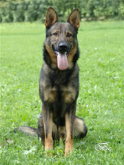 Elite Protection Dog For Sale - JIMY / sit