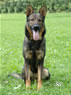 Elite Protection Dog For Sale - JIMY / sit