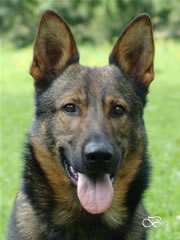 Elite Protection Dog For Sale - JIMY / head