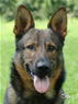 Elite Protection Dog For Sale - JIMY / head
