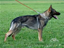 Personal Protection Dog - LIENN / stand
