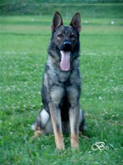 Personal Protection Dog - LIENN / sit