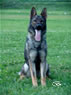 Personal Protection Dog - LIENN / sit