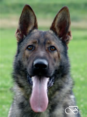 Personal Protection Dog - LIENN / head