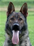Personal Protection Dog - LIENN / head