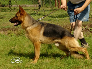 Family Protection Dog - MANTO1 / stand