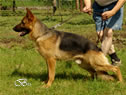 Family Protection Dog - MANTO1 / stand
