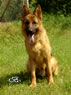 Family Protection Dog - MANTO1 / sit