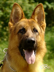 Family Protection Dog - MANTO1 / head