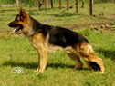 Family Protection Dog - MANTO2 / stand