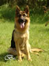 Family Protection Dog - MANTO2 / sit