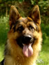 Family Protection Dog - MANTO2 / head