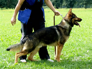 Security / Guard Dog - NEPTUN / stand