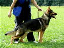 Security / Guard Dog - NEPTUN / stand
