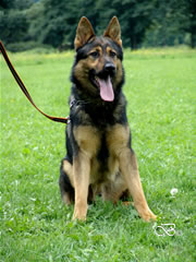 Security / Guard Dog - NEPTUN / sit
