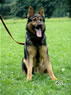 Security / Guard Dog - NEPTUN / sit