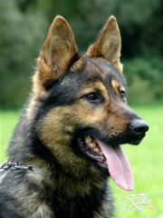 Security / Guard Dog - NEPTUN / head