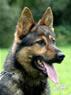 Security / Guard Dog - NEPTUN / head
