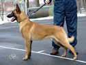 Elite Protection Dog For Sale - NERO / stand