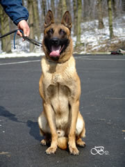 Elite Protection Dog For Sale - NERO / sit