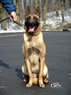 Elite Protection Dog For Sale - NERO / sit