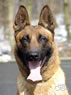 Elite Protection Dog For Sale - NERO / head