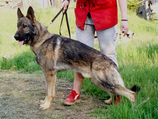 Personal Protection Dog For Sale - NEROS / stand