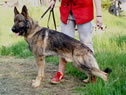 Personal Protection Dog For Sale - NEROS / stand