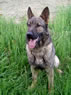 Personal Protection Dog For Sale - NEROS / sit