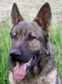 Personal Protection Dog For Sale - NEROS / head