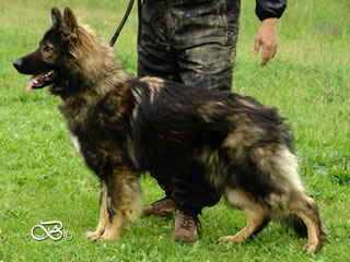 Personal Protection Dog For Sale - PARIS / stand