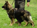 Personal Protection Dog For Sale - PARIS / stand