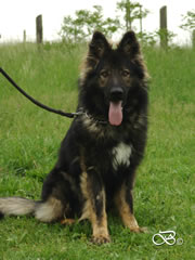 Personal Protection Dog For Sale - PARIS / sit