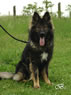 Personal Protection Dog For Sale - PARIS / sit